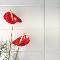 Cerasarda Sardiniai Falburkolat 